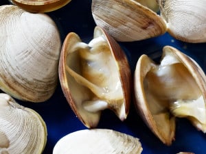 Wedding clam shuckers.