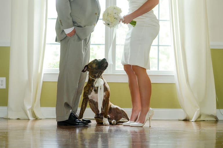 6 Fun Ways to Include Your Dog on Your Wedding Day