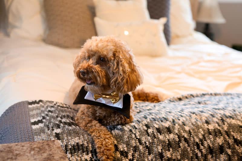 Pets at your wedding