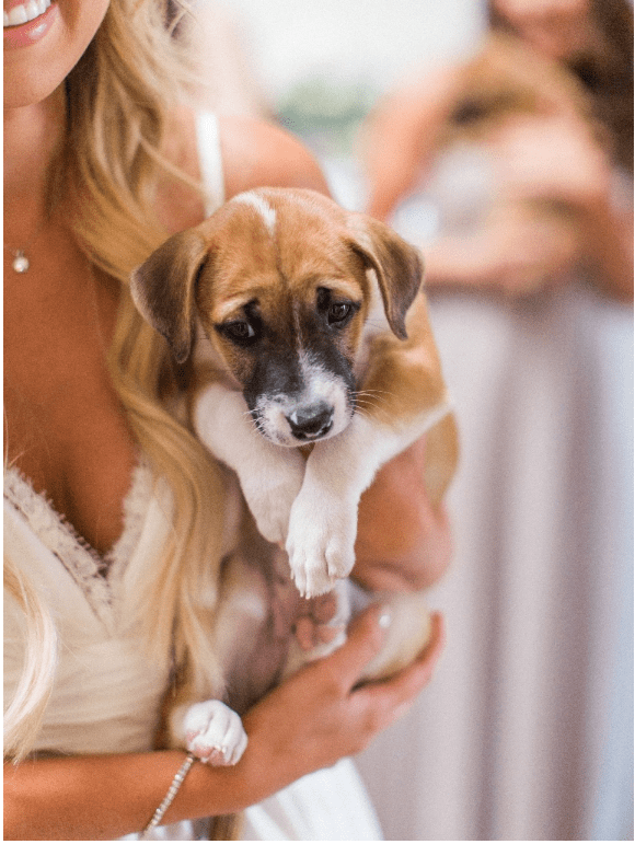 New Jersey bride Groom Surprise Bride With Puppies