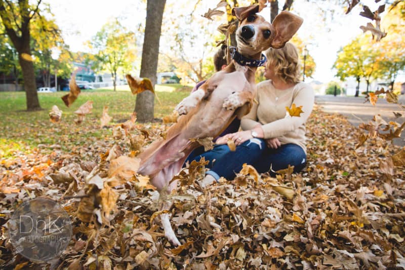 New Jersey Bride Louie the Dog