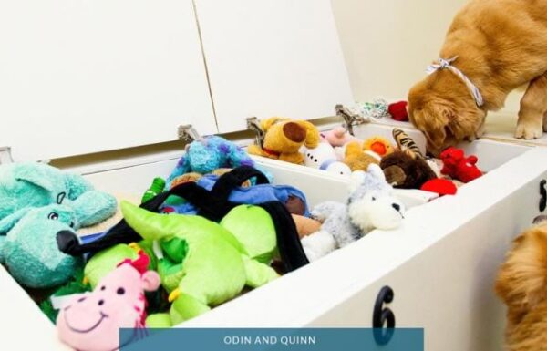 Purr’n Pooch Pet Resorts Gallery 4