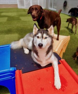 Purr’n Pooch Pet Resorts Gallery 0