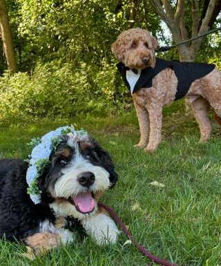 Purr’n Pooch Pet Resorts Gallery 1