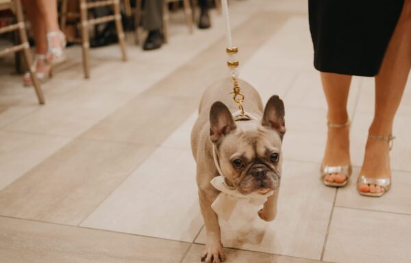 The wedding of Lakefront Views and the Couple’s French Bulldog Made This Day Special Gallery 2