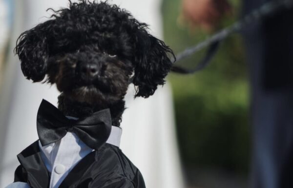 The wedding of This Wedding Captured ‘The Essence of Spring’ With a Sage Green And White Color Palette Gallery 12