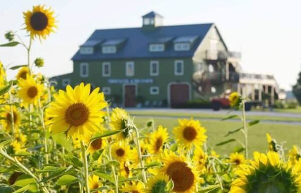 Thousand Acre Farm Gallery 37