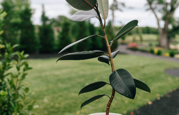The wedding of A ‘Tropical Citrus Disco’-Themed Wedding at Renault Winery Gallery 3