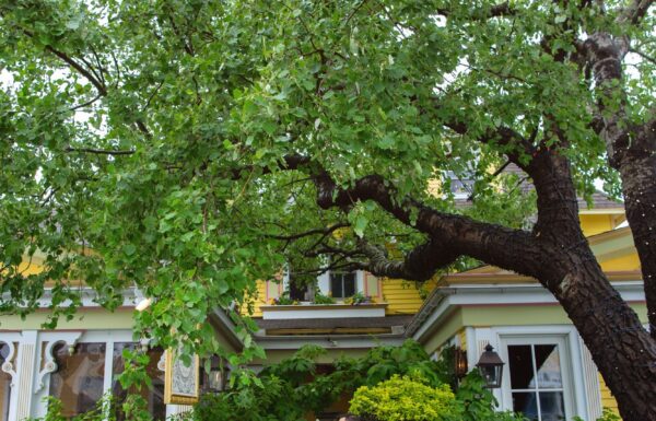The wedding of An Alice in Wonderland-Themed Wedding at The Gables Gallery 29