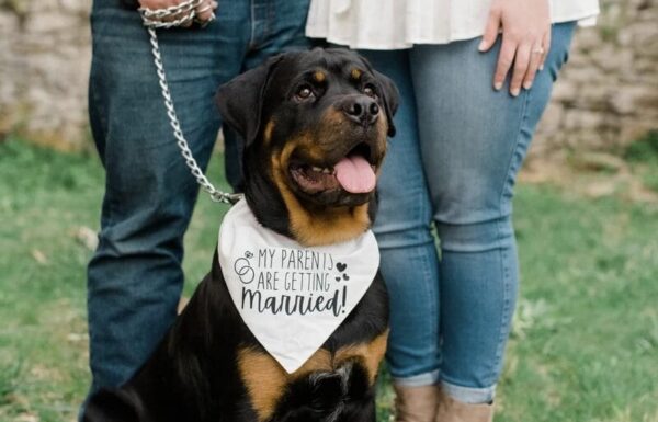 Smile ‘N’ Wag Gallery 1