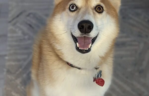 You Play, I Stay In-Home Overnight Pet Sitting Gallery 3