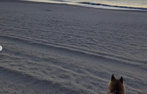 You Play, I Stay In-Home Overnight Pet Sitting Gallery 4