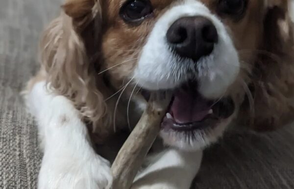 You Play, I Stay In-Home Overnight Pet Sitting Gallery 1