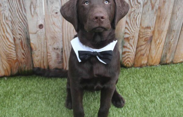 Morris Animal Inn Gallery 4