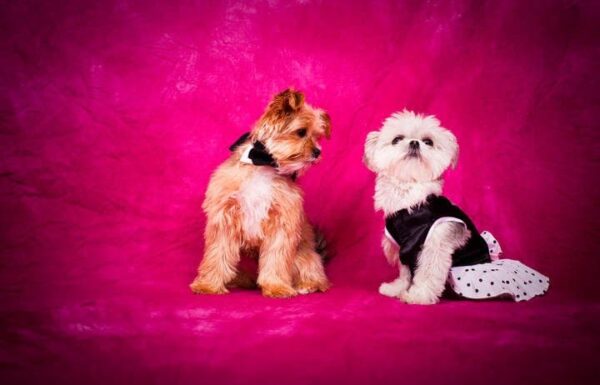 Morris Animal Inn Gallery 1